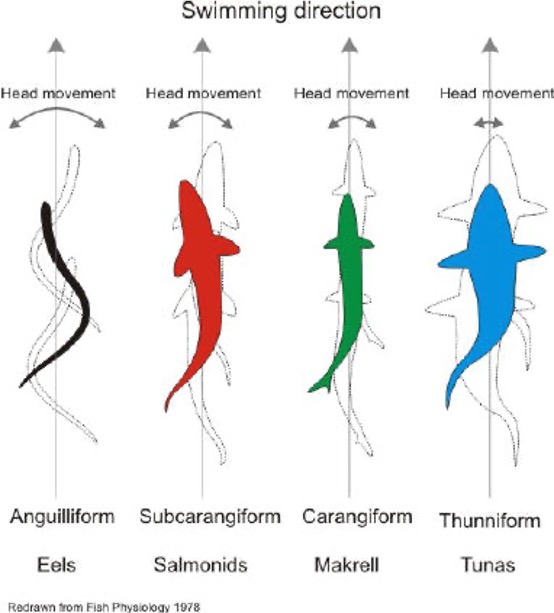 Biological fish swimming styles
